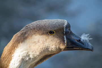 Closeup of beautiful goose posing to the camera