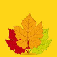 autumn leaf background square