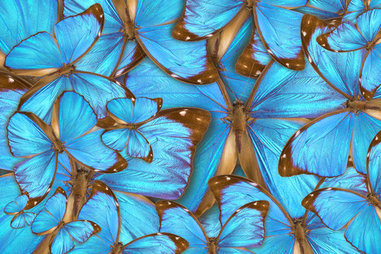 abstract background tropical butterflys Morpho menelaus