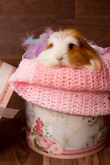 cochon d'inde dans une boite rose