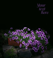 Petunia flowers in night park
