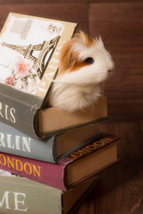 cochon d'inde dans une pile de livres