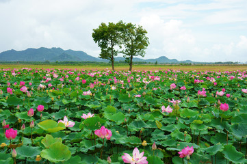 Obraz premium Vietnam travel, Mekong Delta, lotus pond