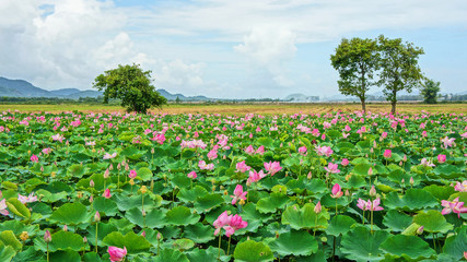 Vietnam travel, Mekong Delta, lotus pond