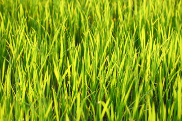green grass background on summer