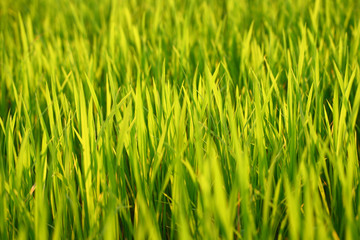 green grass background on summer