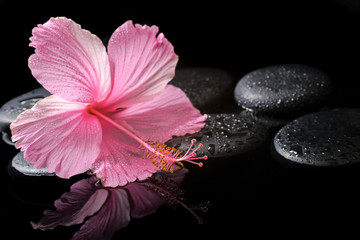 Fototapeta na wymiar spa concept of blooming pink hibiscus on zen stones with drops