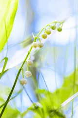 Cercles muraux Muguet Lily of the Valley