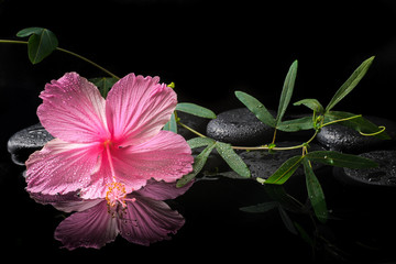 spa concept  of  blooming pink hibiscus and green tendril passio