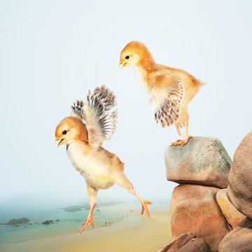 2 Chicks Jumping Off The Seaside Bluffs