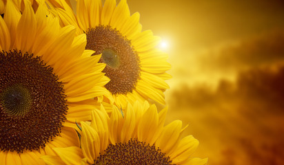 Obraz premium Tuscany sunflowers