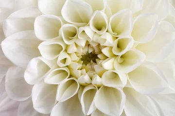 Foto op Canvas Dahlia flower close-up. © 8th