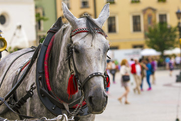 Horses and carts on the market in Krakow, Poland.