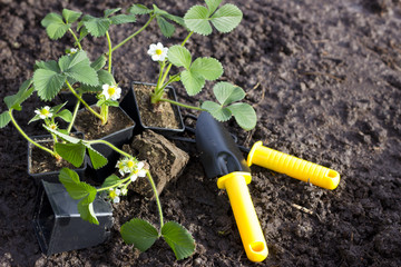 Cultivating strawberry plants