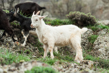 Fototapeta premium Young white goat