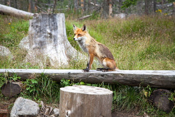 Fox in forest at High Tatras, Slovakia