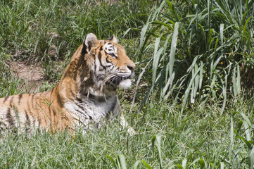 Tigre, em Zôo de São Paulo