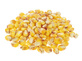maize grains on white background