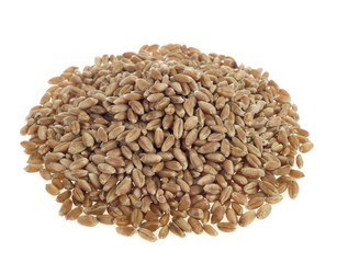 wheat grains on white background