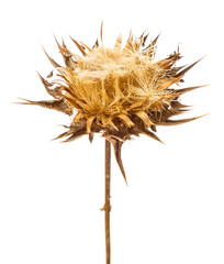 Dry flowerhead of Silybum marianum