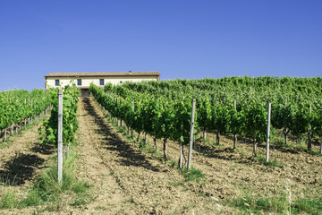 Fototapeta na wymiar Vine plantations and farmhouse in Italy