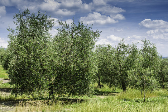 Olive trees in Italy