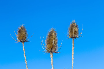 Obraz premium thistle under blue sky