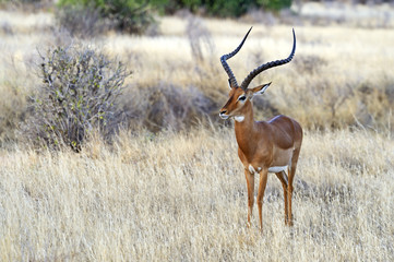 Impala gazelle