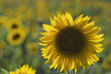 Solar field of sunflowers in Russia