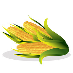 Cauliflower vector illustration.