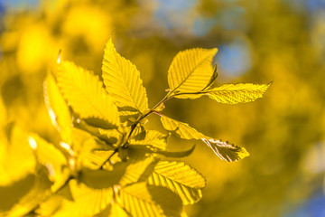 Bright colorful leaves on the branches used as background
