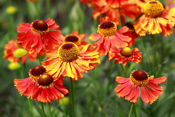 Red Helenium flowers