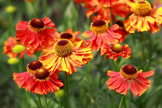 Red Helenium Flowers