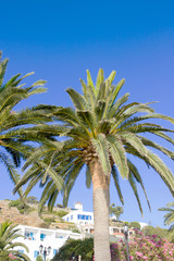 Fototapeta premium palm trees in Mykonos