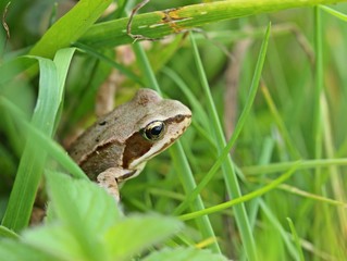 Junger Grasfrosch (Rana temporaria) in der Wiese