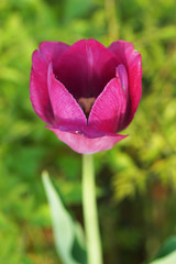 Pink tulip in the garden.
