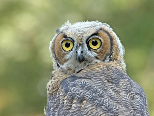 Junger Virginia-Uhu (Bubo virginianus)