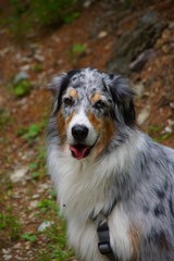 Australian Shepherd