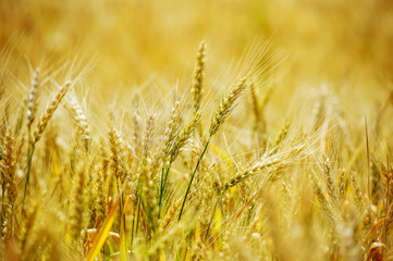 Wheat field background