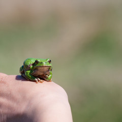 Green frog