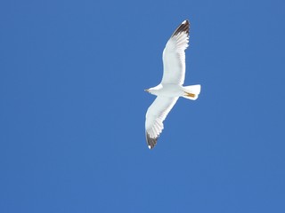Seagulls flying over the sea into a blue summer sky