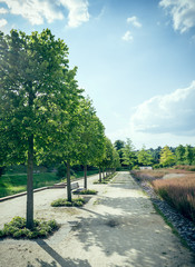 Avenue of trees in the park