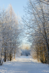 Fototapeta premium Snow-covered trees next to a snowy footpath at a sunny day