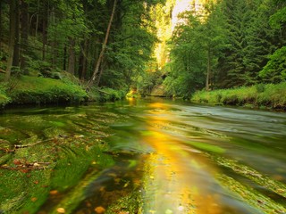 Fototapeta premium View to mountain stream below fresh green trees. 