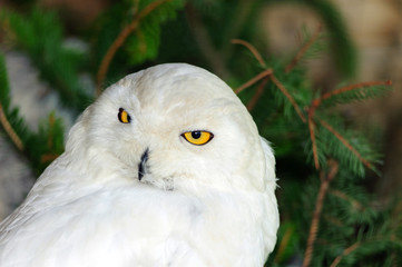 Civetta delle nevi - Bubo scandiacus
