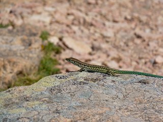little common lizard on a rock