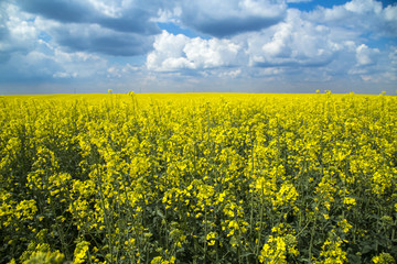 Canola, rapeseed crops field flowering over blue couds