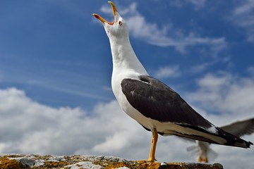 Möwe - Heringsmöwe