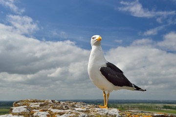 Möwe - Heringsmöwe