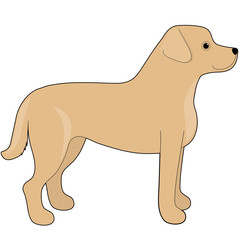 Labrador Retriever